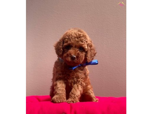 RED BROWN MİNİK TOY POODLE BEBEKLER