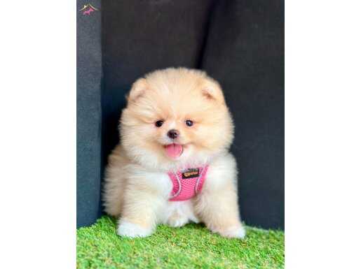 ORİJİNAL BOO SURATLI POMERANİAN YAVRULAR