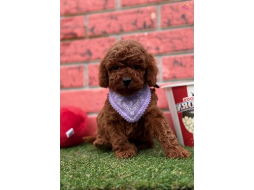 RED BROWN TOY POODLE BEBEKLER