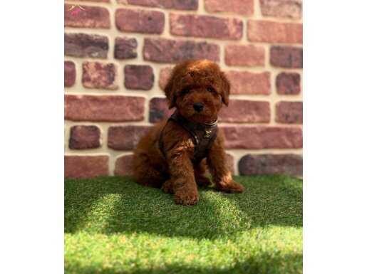 Tarçın Tonlu Peluş Kürklü Toy Poodle Yavruları - Mikro Surat Yapısıyla