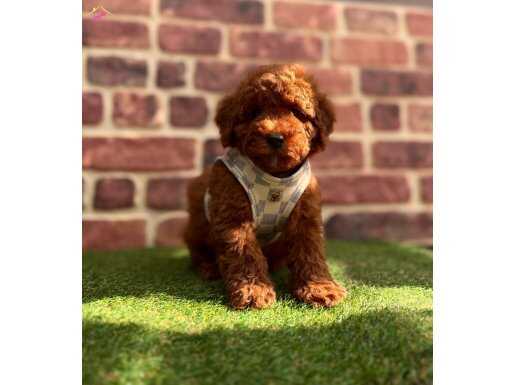 Karamel Tonlu, İpeksi Tüylü Mini Toy Poodle | Safkan Ev Arkadaşınız