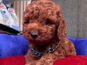 Red Brown Toy Poodle 