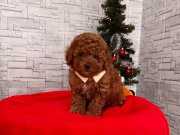 Bebek Surat Red Yavrular Sizi Bekliyor 