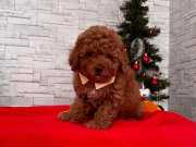 Bebek Surat Red Toy Poodle 