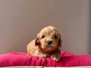 A Kalite Maltipoo Yavrular 