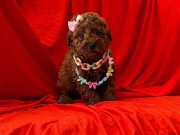Red Brown toy poodle yavrularımız