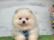Bebeksi yüzleriyle Pomeranian Boo yavrularımız