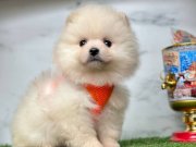 Benimle oynarmisin pomeranian boo
