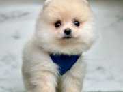 Oyuncu karekteriyle pomeranian boo