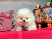 Evimin oyuncusu Pomeranian