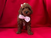 Red Brown toy poodle yavrularımız