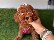 Güzeller güzeli toy poodle yavrular 