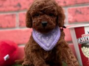 RED BROWN TOY POODLE BEBEKLER