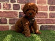 Tarçın Tonlu Peluş Kürklü Toy Poodle Yavruları - Mikro Surat Yapısıyla