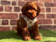 Karamel Tonlu, İpeksi Tüylü Mini Toy Poodle | Safkan Ev Arkadaşınız