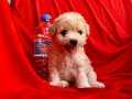 Sevimli Maltipoo Yavrular