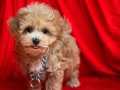 Wc Eğitimli Maltipoo yavrular 