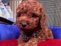 Red Brown Toy Poodle 