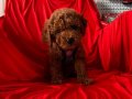 Bebek Surat Red Toy Poodle 