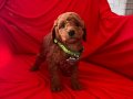 Bebek Surat Red Toy Poodle 