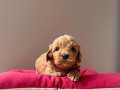 A Kalite Maltipoo Yavrular 