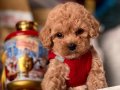 TOY BOY POODLE YAVRULAR