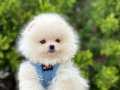 Teddy Bear Pomeranian Boo 