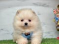 Bebeksi yüzleriyle Pomeranian Boo yavrularımız