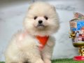 Benimle oynarmisin pomeranian boo