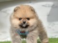 Bebek yüzlü Pomeranian