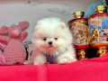 Evimin oyuncusu Pomeranian