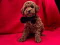 Red Brown toy poodle yavrularımız