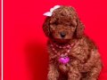 Safkan toy poodle