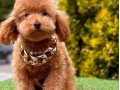 Evdeki ses poodle