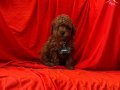Oyuncu poodle 