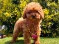Güzeller güzeli poodle 