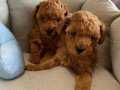 Dişı ve Erkek poodle 