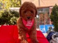 Wc eğitimli toy poodle yavrular 