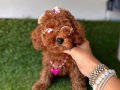 Güzeller güzeli toy poodle yavrular 