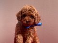 RED BROWN MİNİK TOY POODLE BEBEKLER