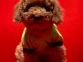 red brown toy poodle yavrular