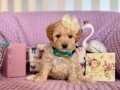 MİNİ BOY MALTİPOO BEBEKLER