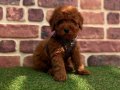 Tarçın Tonlu Peluş Kürklü Toy Poodle Yavruları - Mikro Surat Yapısıyla