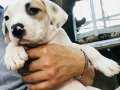  American Staffordshire Terrier (amasya)