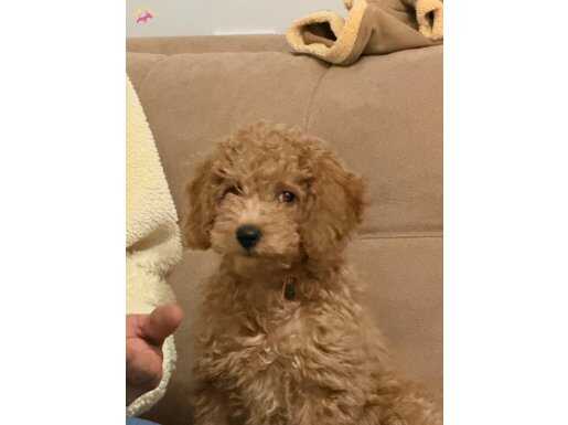 28 Eylül Doğumlu 3 aylık Dişi poodle yavru 