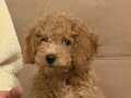 28 Eylül Doğumlu 3 aylık Dişi poodle yavru 