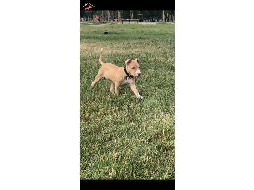 Pitbul rednos 