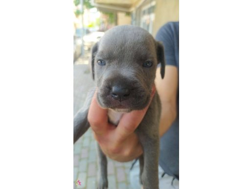 4 tane americanstaff 1 ritane cane corso