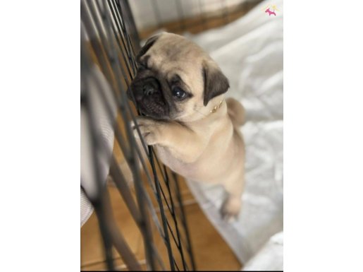 Pug mops yavrular