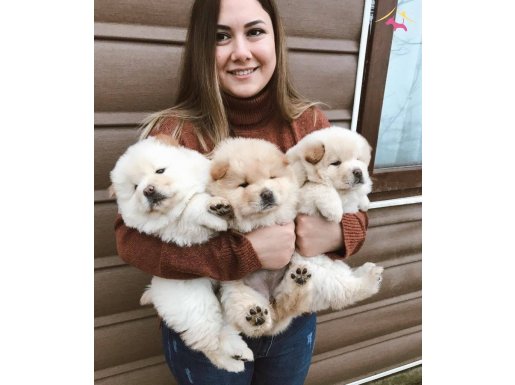 Pofuduk aslan yavruları